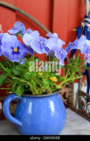 Outdoor decoration blue pansies in a blue vase Stock Photo