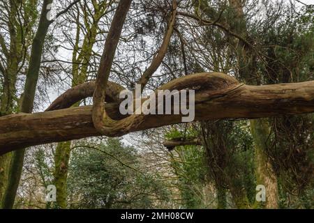 Twisted tree branch and trunk growing in the Luxulyan Valley Stock Photo
