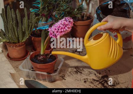 Watering blooming lilac hyacinth in plastic pot Stock Photo