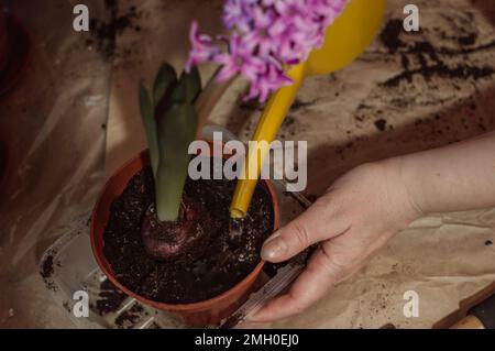 Watering blooming lilac hyacinth in clay pot Stock Photo