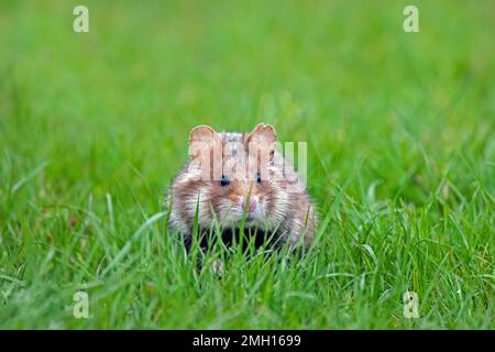 European hamster / Eurasian hamster / black-bellied hamster / common hamster (Cricetus cricetus) foraging in meadow / grassland in spring Stock Photo