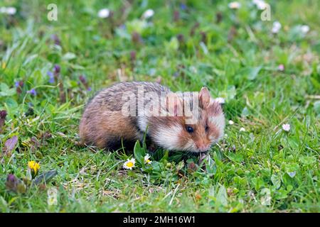 European hamster / Eurasian hamster / black-bellied hamster / common hamster (Cricetus cricetus) carrying food in its elastic cheek pouches Stock Photo