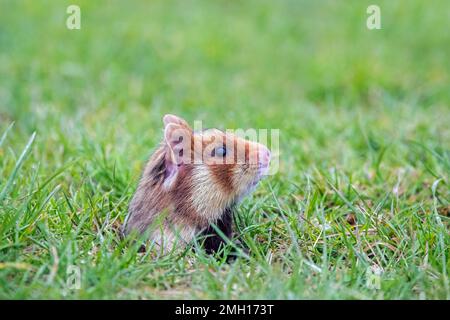 European hamster / Eurasian hamster / black-bellied hamster / common hamster (Cricetus cricetus) emerging from burrow in grassland / field Stock Photo