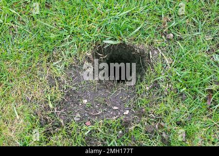 European hamster / Eurasian hamster / black-bellied hamster / common hamster (Cricetus cricetus) burrow entrance in meadow / grassland / field Stock Photo