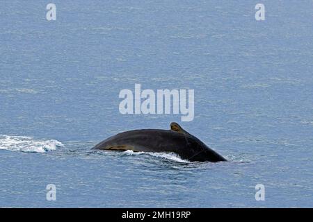Scarred humpback whale (Megaptera novaeangliae) surfacing and showing the small dorsal fin the Arctic ocean, Spitsbergen / Svalbard Stock Photo