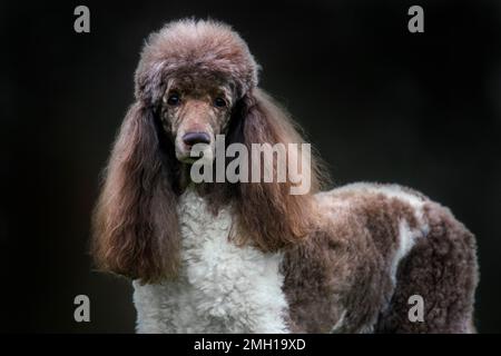 Harlequin poodle (Canis lupus familiaris) in garden Stock Photo