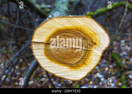 A fresh cut of a cherry tree in the forest Stock Photo