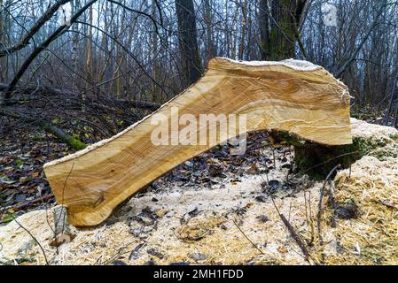 Fresh longitudinal section of a cherry tree in the forest Stock Photo