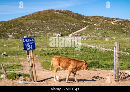 Calf on the new path to Murder Hole beach, officially called Boyeeghether Bay in County Donegal, Ireland. Stock Photo