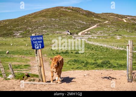 Calf on the new path to Murder Hole beach, officially called Boyeeghether Bay in County Donegal, Ireland. Stock Photo