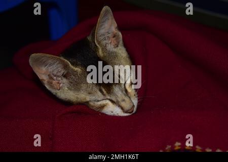 A kitten sleeping under a red blanket. Stock Photo