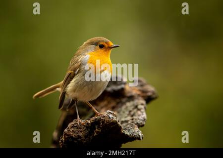 European Robin, Erithacus rubecula, common songbird sitting on the stump, nature habitat, Czech republic Stock Photo