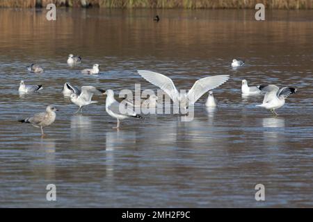 Iceland Gull (Larus glaucoides) with flock of Herring & Black-headed Gulls Whitlingham CP Norfolk UK GB January 2023 Stock Photo