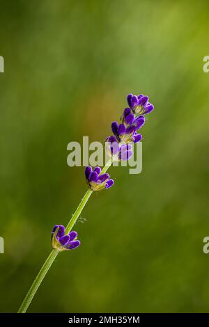 The nice smell of lavender in your garden, its summertime Stock Photo