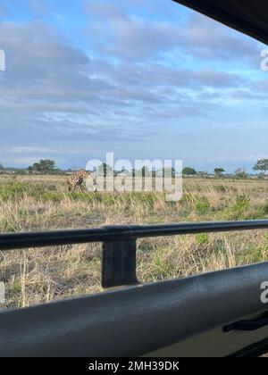 a picture view from the roof of a convertibles jeep truck from inside view for safari shows a wild animal giraffe in the field. Uncovered jeep car for Stock Photo