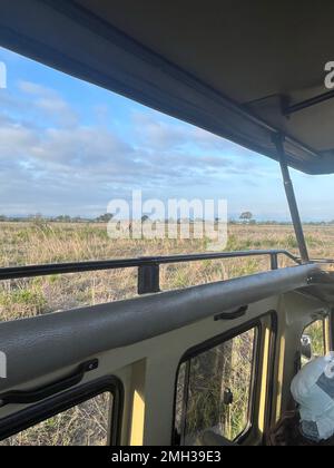 a picture view from the roof of a convertibles jeep truck from inside view for safari shows a wild animal giraffe in the field. Uncovered jeep car for Stock Photo