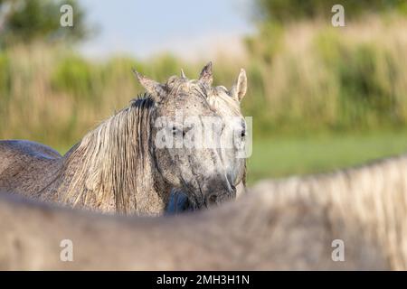 Saintes-Maries-de-la-Mer, Bouches-du-Rhône, Provence-Alpes-Cote d'Azur, France. Horses in the marshes of the Camargue. Stock Photo