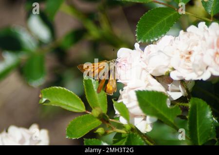 rust-coloured bull's-head butterfly on rose blossoms Stock Photo