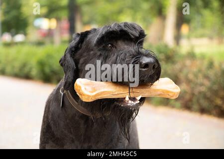 giant schnauzer with a bone in its teeth, dog food, a dog on a walk in a park in Ukraine Stock Photo