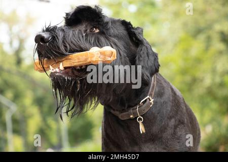 giant schnauzer with a bone in its teeth, dog food, a dog on a walk in a park in Ukraine Stock Photo