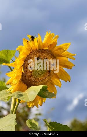 Bumblebees collect nectar on a sunflower flower. Close-up. The concept of work, teamwork. Stock Photo