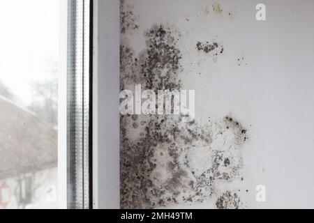 Fungus on the wall near the window. Black fungus covers the white wall and window Stock Photo