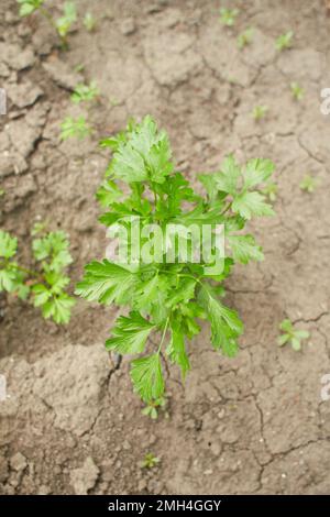 Flat-leaved parsley. Petroselinum crispum. parsley leaves. Green leaves. Parsley growing in the garden Stock Photo