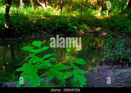 Leafy Green Plant in Front of a Small Pond in the Middle of a lush Forest Stock Photo