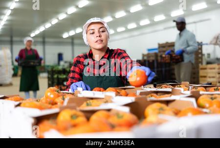 Woman working carefully sorts ripe tomatoes into boxes in factory warehouse Stock Photo