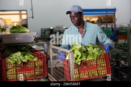 Man working on sorting line in vegetable factory, stacking plastic boxes with selected green lettuce prepared for storage or delivery to stores Stock Photo