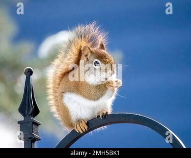 Red squirrel standing on a shepherd's hook eating a nut on a winter day in Taylors Falls, Minnesota USA. Stock Photo