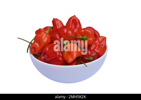 Side view of ripe Capsicum Chinense chili pepper pods put on small ceramic bowl in isolated the background Stock Photo