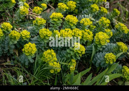 Green flowers of Myrtle Euphorbia myrsinites Stock Photo