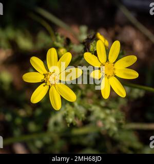 Flora of Greece. Therapeutic plant (Senecio leucanthemifolius Poir.) with yellow flowers growing in a field close-up in spring. Square frame Stock Photo