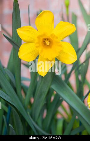 Close up of single Narcissi Sweetness a mid spring flowering daffodil Narcissus Sweetness is a division 7 Jonquilla daffodil and is fully hardy Stock Photo