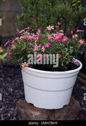Pink Marguerite daisy or  Pink marguerite flower in a white plant pot in the garden Stock Photo