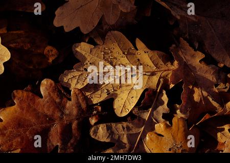 Dry fallen oak tree leaves under the tree on rainy day. Dew drops on a leaf. Copy space for text. Selective focus shallow DOF Stock Photo