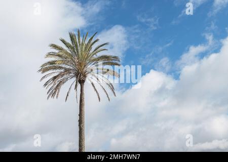 one palm tree with blue sky background on a sunny day in winter in spain Stock Photo
