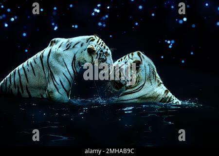 Digital art of a romantic white tiger couple in water under a starry night.  Even the most majestic of animals know love. Stock Photo