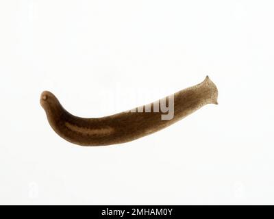 Brightfield image of a small freshwater triclad flatworm (Polycelis coronata) from a cold stream in Delta, British Columbia, Canada Stock Photo
