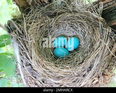 Three Blue Robin Bird Eggs Resting in a Nest Stock Photo