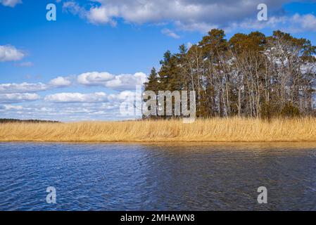 Selective soft focus of beach dry grass. yellow reeds on the sea. Nature, summer, grass concept. Stock Photo