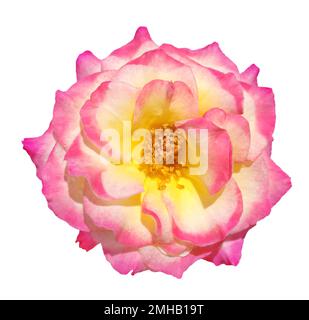 Pink and Yellow Rose Flower Isolated on White Background Stock Photo