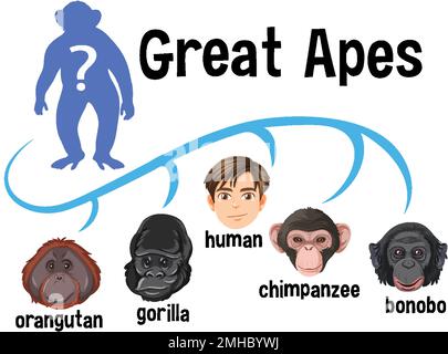 Five different types of great apes illustration Stock Vector