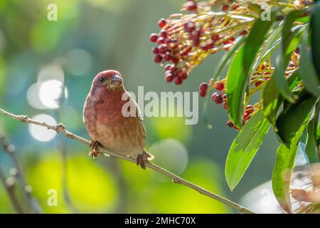 Purple Finch (Haemorhous purpureus) with berries Sacramento County California USA Stock Photo