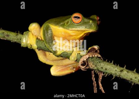 Australian Red-eyed Tree Frog perched on palm Stock Photo