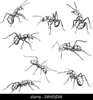 ant, insect, crawling, black, vector, drawing, silhouette, eyes, design, symbol, picture, isolated, illustration, large, abdomen, paws, nature, realis Stock Vector