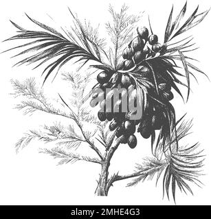 Date palm leaves and ripe fruits sketch vector illustration isolated on white background.Ink drawn dates with leaves. Ripe fruits hang from the branch Stock Vector