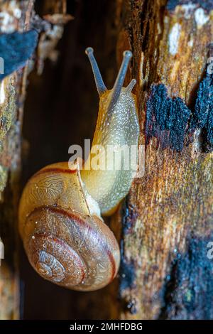 Snail crawling up rotting wooden branch. Stock Photo