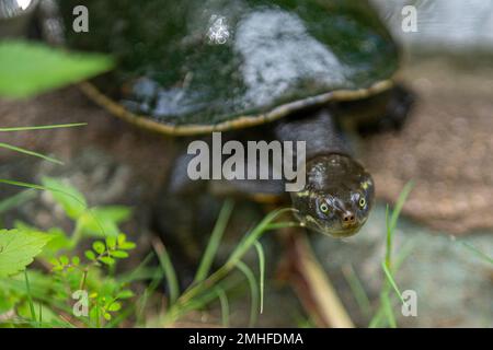 Macquarie Turtle (Emydura macquarii) in vegetation at side of pond. Queensland Australia Stock Photo